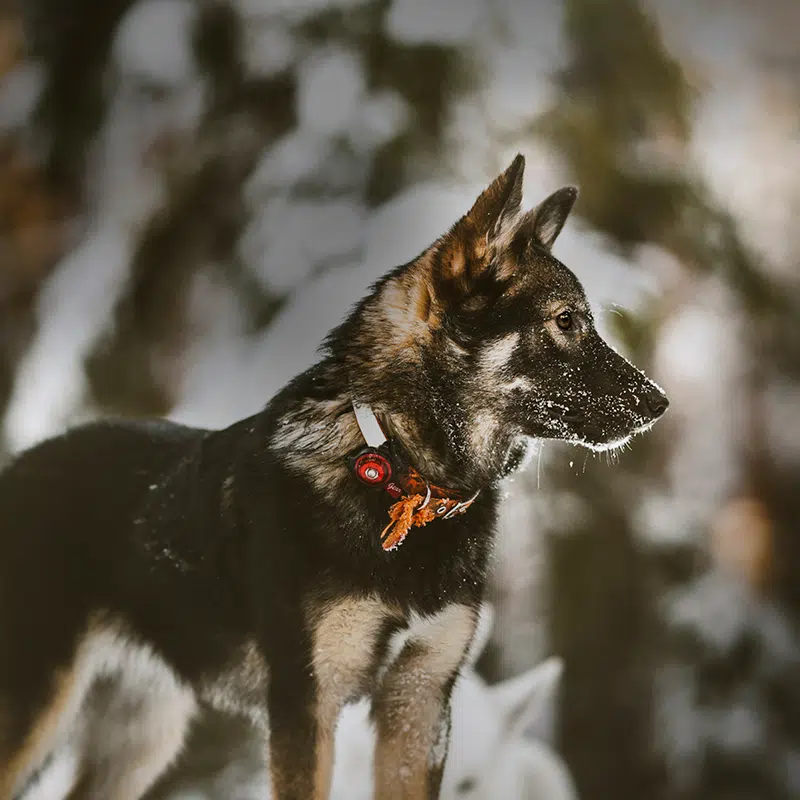 Orbiloc Dual Turvavalo, punainen - Image 2