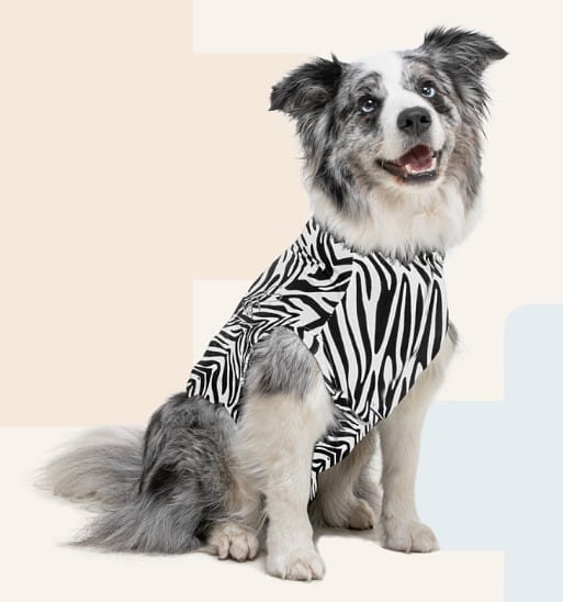 MPS Toipilaspuku koirille seeprakuvio